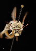  ( - UAIC1138622)  @11 [ ] by (2021) Wendy Moore University of Arizona Insect Collection
