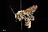  ( - UAIC1138622)  @11 [ ] by (2021) Wendy Moore University of Arizona Insect Collection