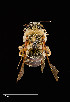  ( - UAIC1138623)  @11 [ ] by (2021) Wendy Moore University of Arizona Insect Collection