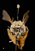  ( - UAIC1138623)  @11 [ ] by (2021) Wendy Moore University of Arizona Insect Collection