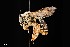  ( - UAIC1138623)  @11 [ ] by (2021) Wendy Moore University of Arizona Insect Collection