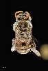  ( - UAIC1138625)  @11 [ ] by (2021) Wendy Moore University of Arizona Insect Collection