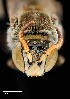  (Anthophorula cornigera - UAIC1138625)  @11 [ ] by (2021) Wendy Moore University of Arizona Insect Collection