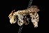  ( - UAIC1138625)  @11 [ ] by (2021) Wendy Moore University of Arizona Insect Collection