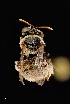 ( - UAIC1138626)  @11 [ ] by (2021) Wendy Moore University of Arizona Insect Collection