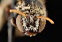  ( - UAIC1138626)  @11 [ ] by (2021) Wendy Moore University of Arizona Insect Collection