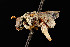  ( - UAIC1138626)  @11 [ ] by (2021) Wendy Moore University of Arizona Insect Collection