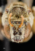  ( - UAIC1138627)  @11 [ ] by (2021) Wendy Moore University of Arizona Insect Collection