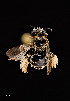  ( - UAIC1138628)  @11 [ ] by (2021) Wendy Moore University of Arizona Insect Collection