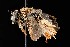  ( - UAIC1138628)  @11 [ ] by (2021) Wendy Moore University of Arizona Insect Collection