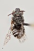  ( - UAIC1138633)  @11 [ ] by (2021) Wendy Moore University of Arizona Insect Collection