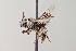  ( - UAIC1138633)  @11 [ ] by (2021) Wendy Moore University of Arizona Insect Collection