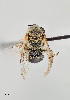  ( - UAIC1138637)  @11 [ ] by (2021) Wendy Moore University of Arizona Insect Collection