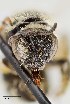  ( - UAIC1138637)  @11 [ ] by (2021) Wendy Moore University of Arizona Insect Collection