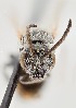  ( - UAIC1138638)  @11 [ ] by (2021) Wendy Moore University of Arizona Insect Collection