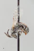  ( - UAIC1138638)  @11 [ ] by (2021) Wendy Moore University of Arizona Insect Collection