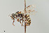  ( - UAIC1138651)  @11 [ ] by (2021) Wendy Moore University of Arizona Insect Collection