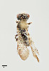  ( - UAIC1138653)  @11 [ ] by (2021) Wendy Moore University of Arizona Insect Collection