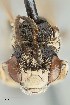  ( - UAIC1138653)  @11 [ ] by (2021) Wendy Moore University of Arizona Insect Collection