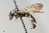 ( - UAIC1138653)  @11 [ ] by (2021) Wendy Moore University of Arizona Insect Collection
