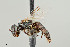  ( - UAIC1138659)  @11 [ ] by (2021) Wendy Moore University of Arizona Insect Collection