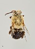  ( - UAIC1138671)  @11 [ ] by (2021) Wendy Moore University of Arizona Insect Collection
