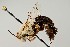  ( - UAIC1138671)  @11 [ ] by (2021) Wendy Moore University of Arizona Insect Collection
