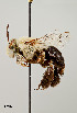  ( - UAIC1138671)  @11 [ ] by (2021) Wendy Moore University of Arizona Insect Collection