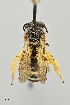  (Nomia foxii - UAIC1138672)  @11 [ ] by (2021) Wendy Moore University of Arizona Insect Collection