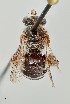  ( - UAIC1138673)  @11 [ ] by (2021) Wendy Moore University of Arizona Insect Collection