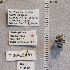  (Anthophora timberlakei - UAIC1138901)  @11 [ ] CC BY (2025) Arizona-Sonora Desert Museum Arizona-Sonora Desert Museum