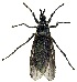  ( - UAIC1139838)  @11 [ ] Copyright  Salvador Vitanza Unspecified