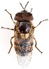  ( - UAIC1139920)  @11 [ ] Copyright  Salvador Vitanza Unspecified