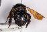  ( - UAIC1148042)  @11 [ ] by (2022) Tim Burns University of Arizona Insect Collection