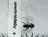 ( - UAIC1150004)  @11 [ ] by (2022) Wendy Moore University of Arizona, Insect Collection