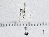  ( - UAIC1150044)  @11 [ ] by (2023) Wendy Moore University of Arizona Insect Collection