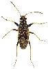  (Ligyrocoris delitus - UAIC1151356)  @11 [ ] Copyright  Salvador Vitanza Unspecified