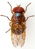  ( - UAIC1151950)  @11 [ ] Copyright  Salvador Vitanza Unspecified
