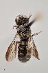  ( - UAIC1153633)  @11 [ ] by (2023) Wendy Moore University of Arizona Insect Collection