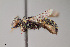  ( - UAIC1153633)  @11 [ ] by (2023) Wendy Moore University of Arizona Insect Collection