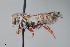 ( - UAIC1153640)  @11 [ ] by (2023) Wendy Moore University of Arizona Insect Collection