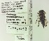  ( - UAIC1153640)  @11 [ ] by (2023) Wendy Moore University of Arizona Insect Collection