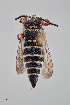  ( - UAIC1153641)  @11 [ ] by (2023) Wendy Moore University of Arizona Insect Collection