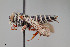  ( - UAIC1153641)  @11 [ ] by (2023) Wendy Moore University of Arizona Insect Collection