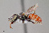  ( - UAIC1153650)  @11 [ ] by (2023) Wendy Moore University of Arizona Insect Collection
