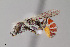  ( - UAIC1153651)  @11 [ ] by (2023) Wendy Moore University of Arizona Insect Collection