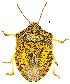  (Dendrocoris arizonensis - UAIC1159996)  @11 [ ] Copyright  Salvador Vitanza Unspecified