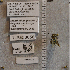  (Dianthidium parkeri - UAIC1177014)  @11 [ ] by (2024) Unspecified Arizona-Sonora Desert Museum