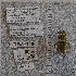  ( - UAIC1177070)  @11 [ ] by (2024) Unspecified Arizona-Sonora Desert Museum