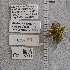  (Diadasia piercei - UAIC1177111)  @11 [ ] CC BY (2025) Arizona-Sonora Desert Museum Arizona-Sonora Desert Museum